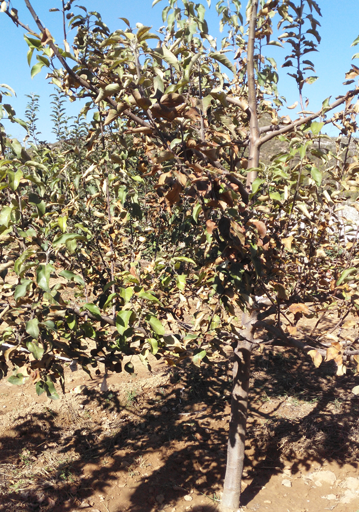 叶子|树到底是怎么死掉的？！也许原因没那么简单，这得从“根”上讲起……