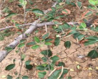 叶子|树到底是怎么死掉的？！也许原因没那么简单，这得从“根”上讲起……