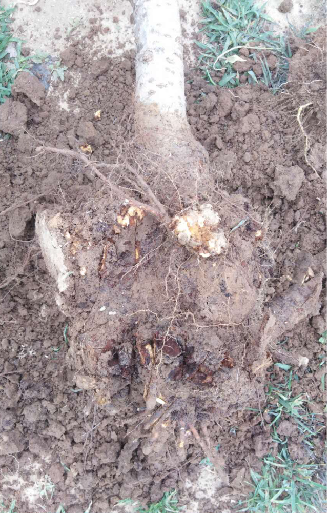 叶子|树到底是怎么死掉的？！也许原因没那么简单，这得从“根”上讲起……