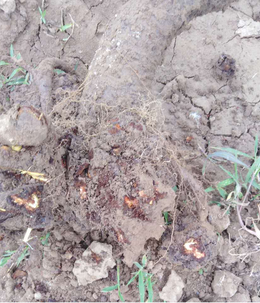 叶子|树到底是怎么死掉的？！也许原因没那么简单，这得从“根”上讲起……