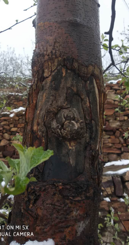 叶子|树到底是怎么死掉的？！也许原因没那么简单，这得从“根”上讲起……