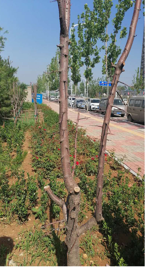 叶子|树到底是怎么死掉的？！也许原因没那么简单，这得从“根”上讲起……