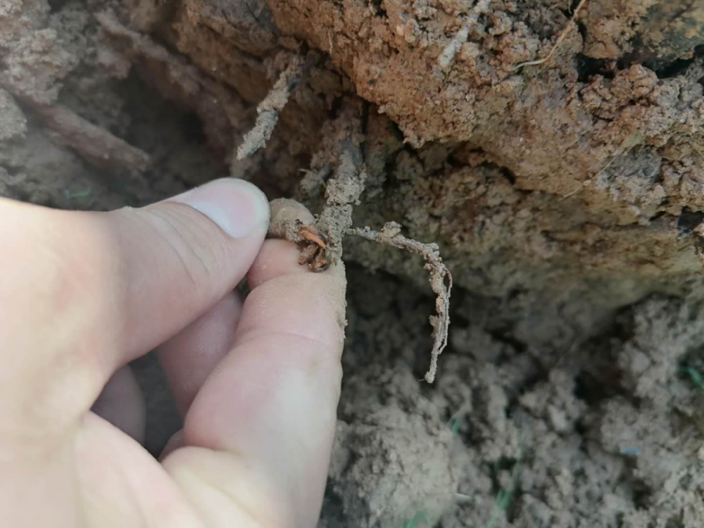 叶子|树到底是怎么死掉的？！也许原因没那么简单，这得从“根”上讲起……