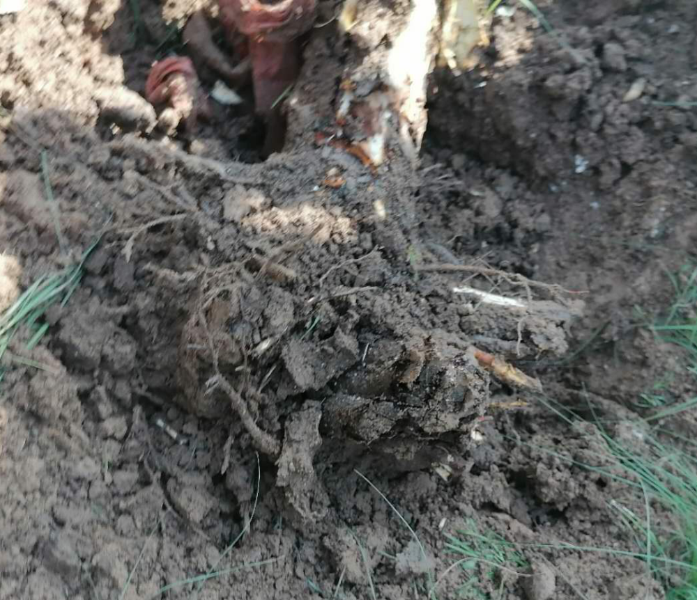 叶子|树到底是怎么死掉的？！也许原因没那么简单，这得从“根”上讲起……