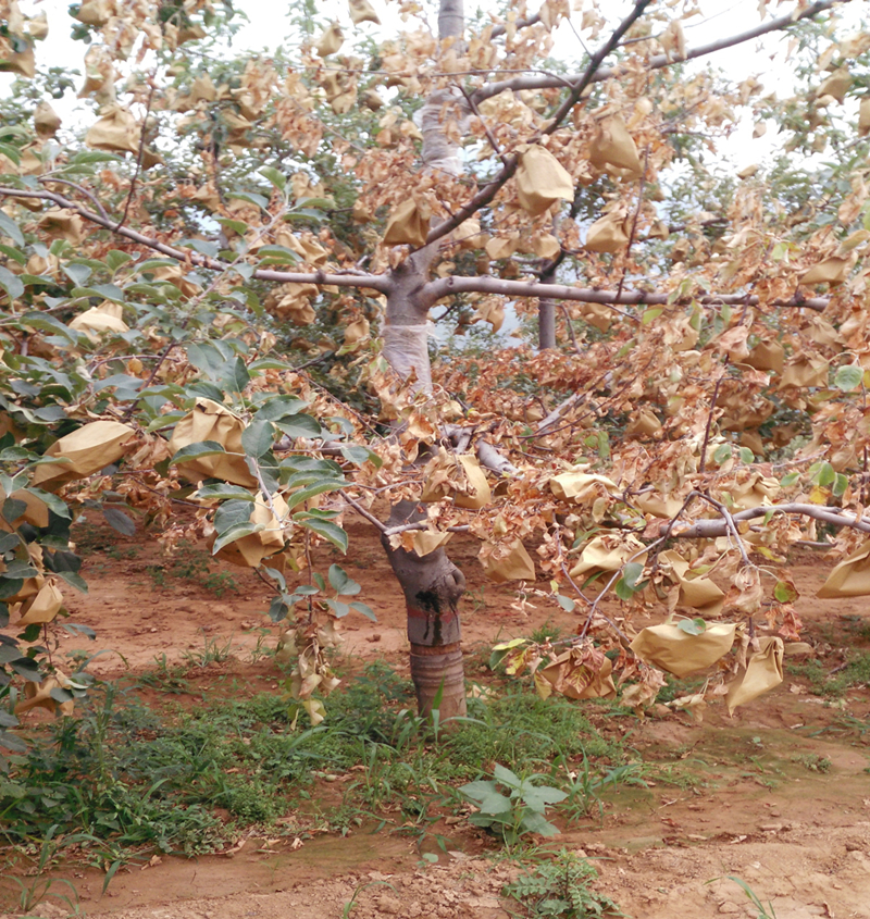 叶子|树到底是怎么死掉的？！也许原因没那么简单，这得从“根”上讲起……