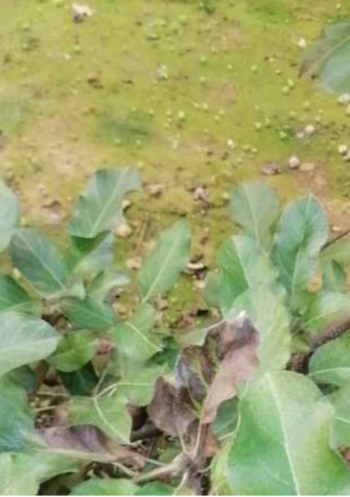 叶子|树到底是怎么死掉的？！也许原因没那么简单，这得从“根”上讲起……