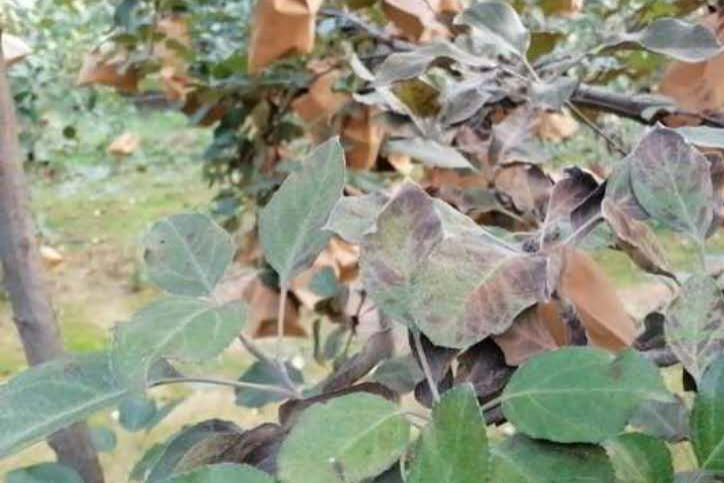 叶子|树到底是怎么死掉的？！也许原因没那么简单，这得从“根”上讲起……