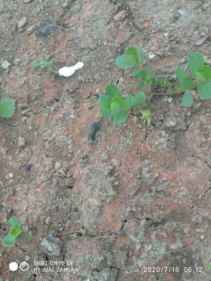 叶子|树到底是怎么死掉的？！也许原因没那么简单，这得从“根”上讲起……