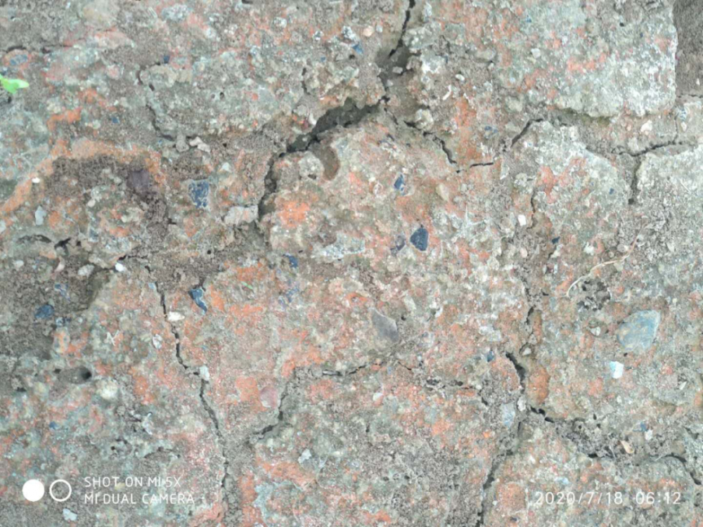 叶子|树到底是怎么死掉的？！也许原因没那么简单，这得从“根”上讲起……