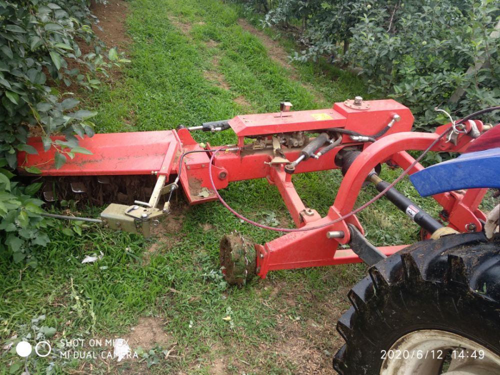 叶子|树到底是怎么死掉的？！也许原因没那么简单，这得从“根”上讲起……