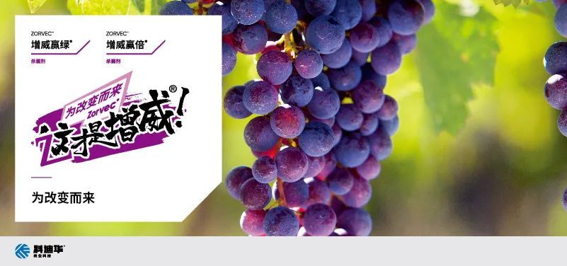 叶子|树到底是怎么死掉的？！也许原因没那么简单，这得从“根”上讲起……