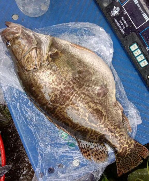 广西红水河,有人钓起罕见"老鳜鱼",体长近一米,三十斤