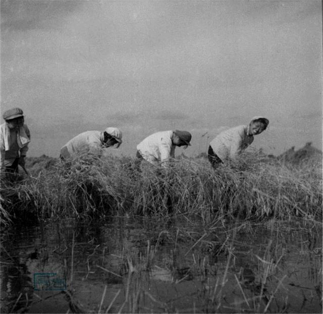 生产建设兵团所在的北大荒农场,1968——1976年,30多万知青,军人,农垦