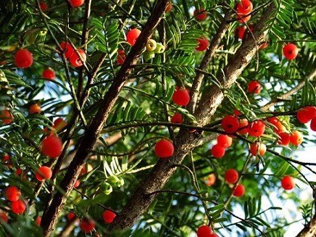 神秘树皮中提取的紫杉醇,一个可以消灭癌细胞的抗肿瘤药_腾讯新闻