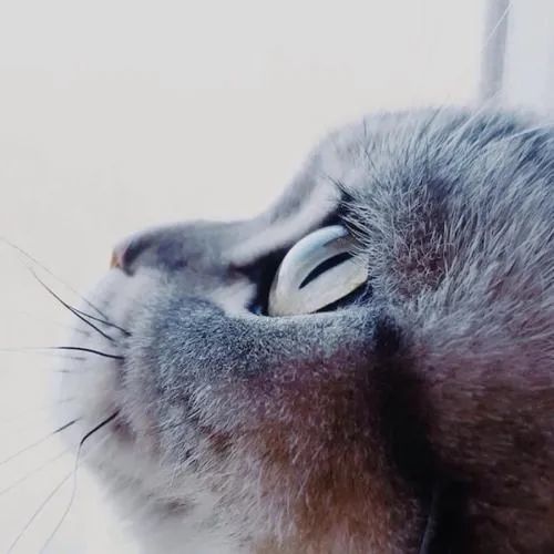 猫咪的这波侧颜杀萌哭了我