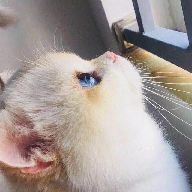 猫咪的这波侧颜杀萌哭了我