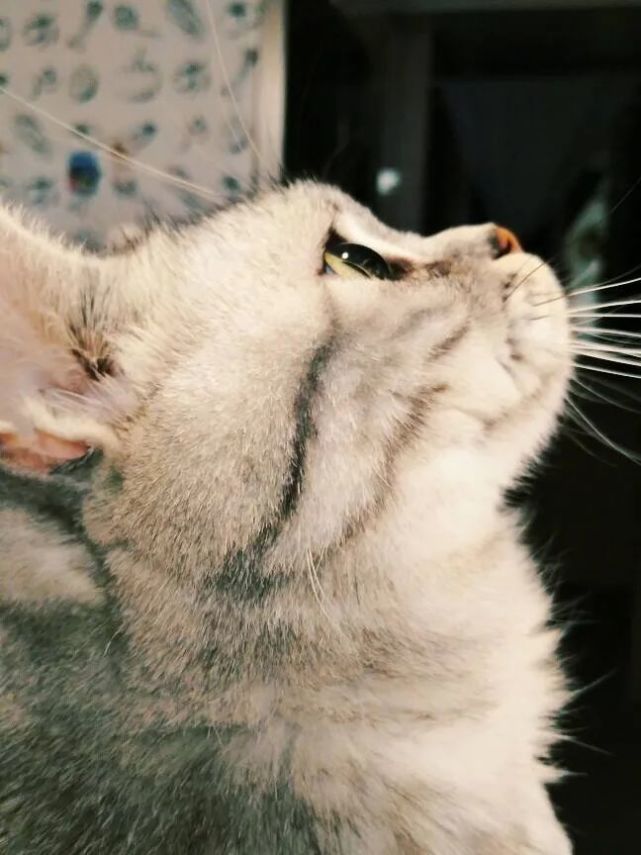 猫咪的这波侧颜杀萌哭了我