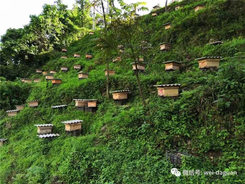 上高桥乡龙堡村把"小蜜蜂"发展成大产业