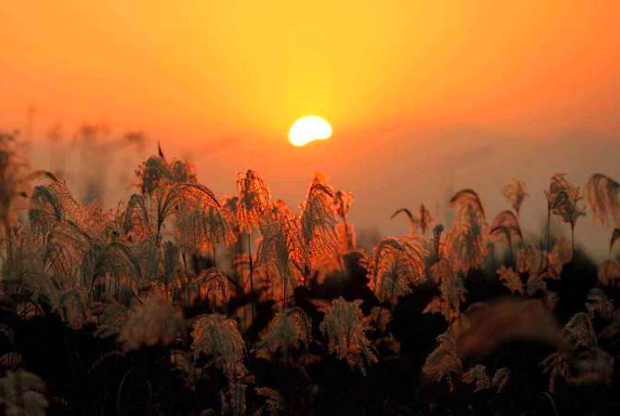 夏日南亭怀辛大|很适合夏天读的一首诗，短短50字，便能让你清凉一夏