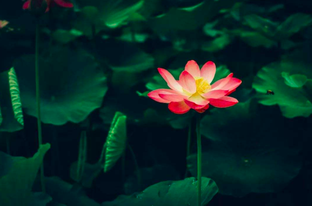 夏日南亭怀辛大|很适合夏天读的一首诗，短短50字，便能让你清凉一夏