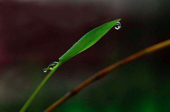 夏日南亭怀辛大|很适合夏天读的一首诗，短短50字，便能让你清凉一夏