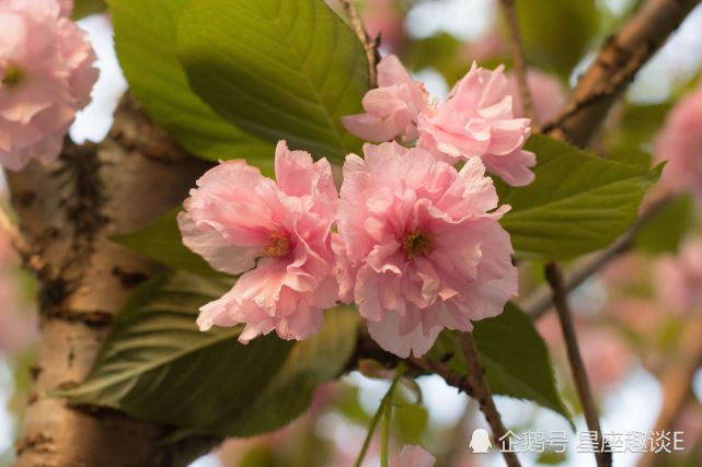 8月8日 12日星座运势 巨蟹雷厉风行 狮子思路清晰 水瓶小心谨慎 腾讯网