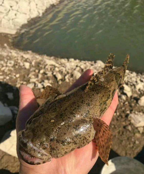 汉江流域现大嘴鱼吃鱼吃虾洪水冲来的生态杀手