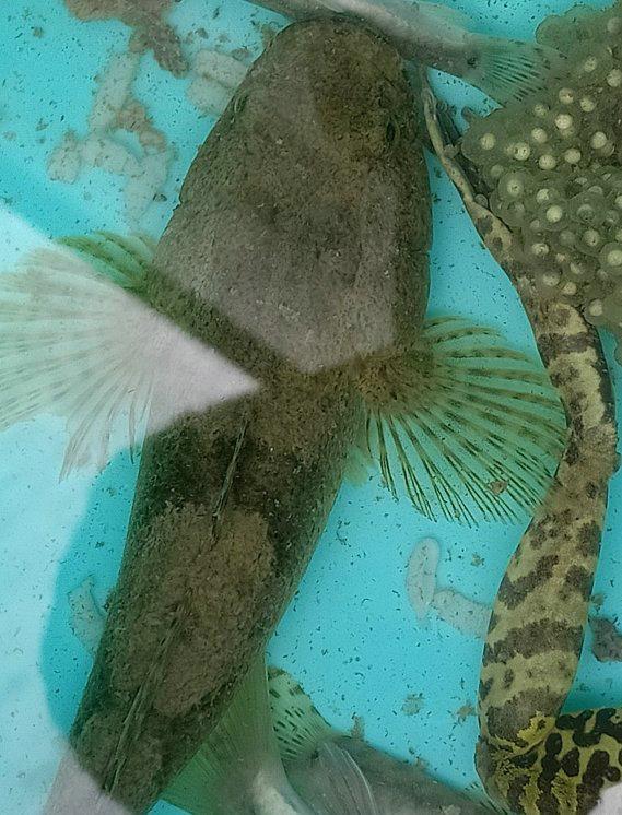 汉江流域现大嘴鱼吃鱼吃虾洪水冲来的生态杀手