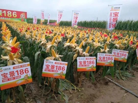 山东,湖北,河南等黄淮夏玉米主产区的100多位县级经销商对伟育618,宝