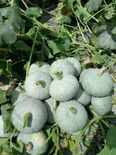 银皓三号银栗南瓜种子 中早熟抗病南瓜种子