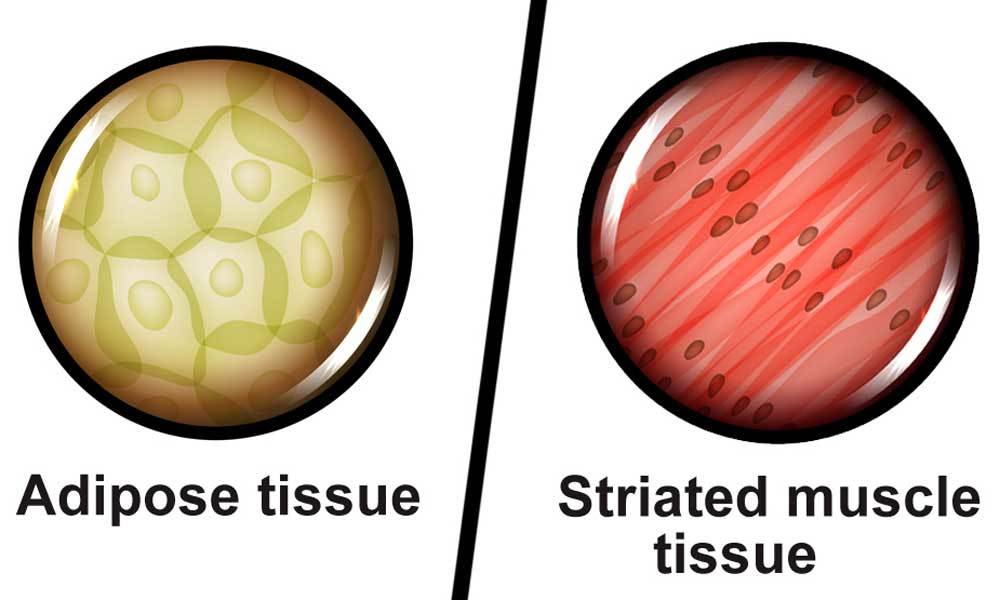 当你锻炼时,能把脂肪变成肌肉吗?