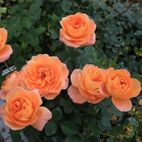 8月逛花市 3种花别错过 好看又好养 一开就是小半年 花卉 丽格海棠 切花月季 月季花