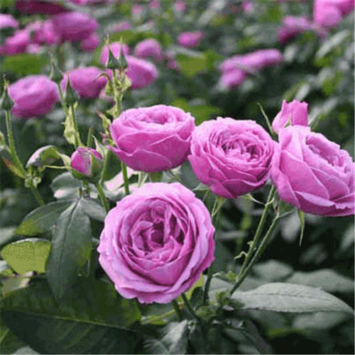 8月逛花市 3种花别错过 好看又好养 一开就是小半年 腾讯新闻