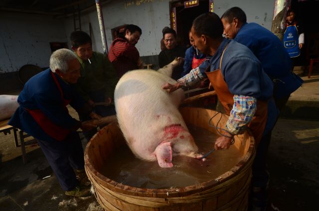 而每年春节前,农村养猪的家庭都会进行杀年猪