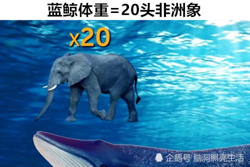 洞穴|在这个世界上，你也许不知道的9个不同事物之间的有趣比较