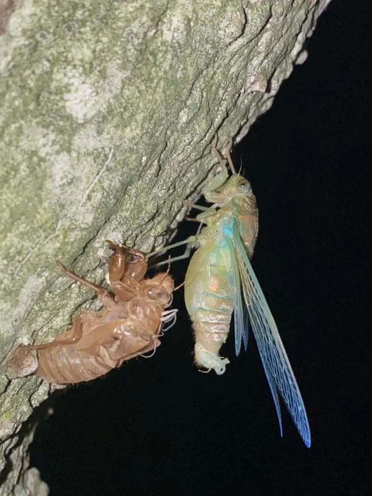 震惊记者在江都人民生态园蹲守一晚终于拍到这一幕