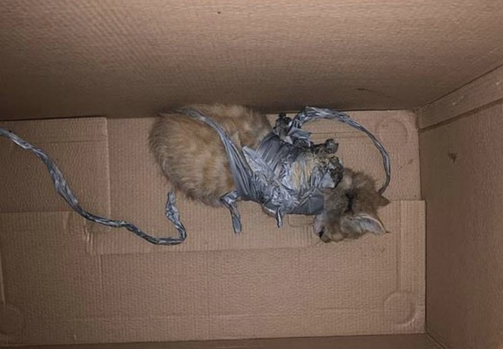 澳洲男子在小猫身上放鞭炮,并用胶带绑住扔进垃圾桶