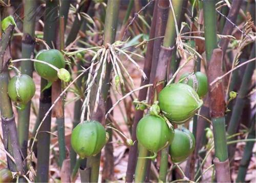 竹子|竹子开花很少见，结果更少见，唯一能结大果子的竹子，50年结一次