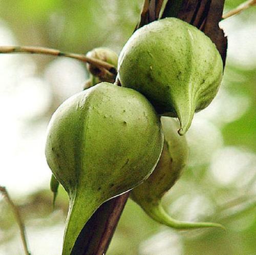 竹子|竹子开花很少见，结果更少见，唯一能结大果子的竹子，50年结一次