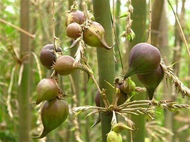 竹子|竹子开花很少见，结果更少见，唯一能结大果子的竹子，50年结一次