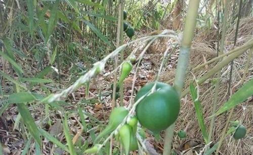 竹子|竹子开花很少见，结果更少见，唯一能结大果子的竹子，50年结一次