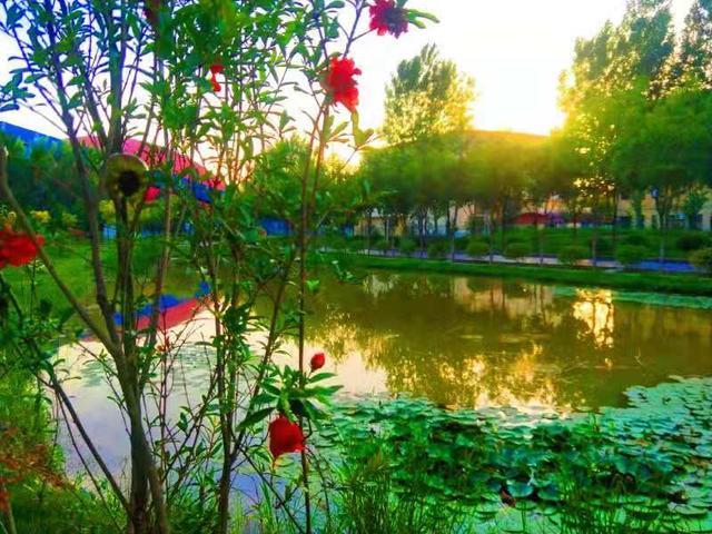 企业|立秋，水泥厂内花果竞秀