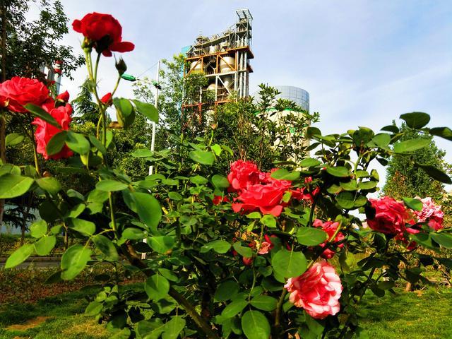 企业|立秋，水泥厂内花果竞秀