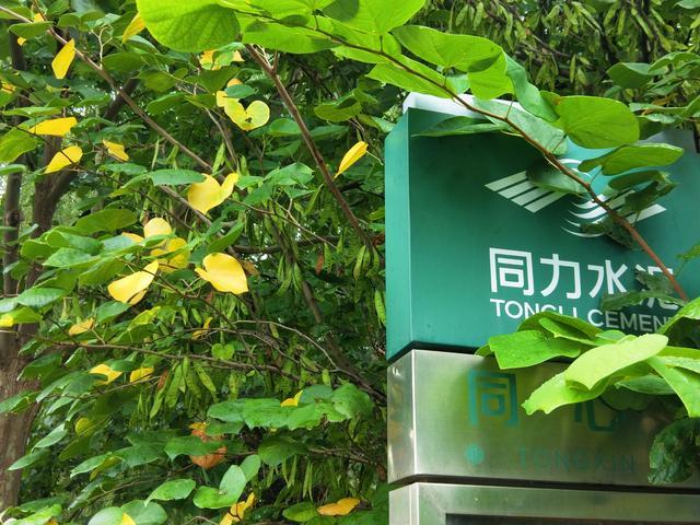 企业|立秋，水泥厂内花果竞秀