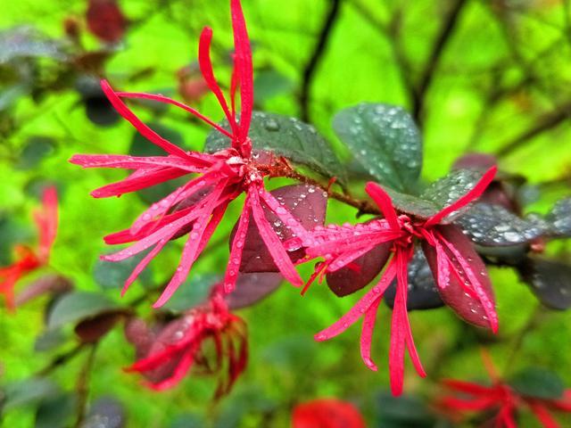 企业|立秋，水泥厂内花果竞秀