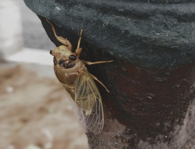 企业|立秋，水泥厂内花果竞秀