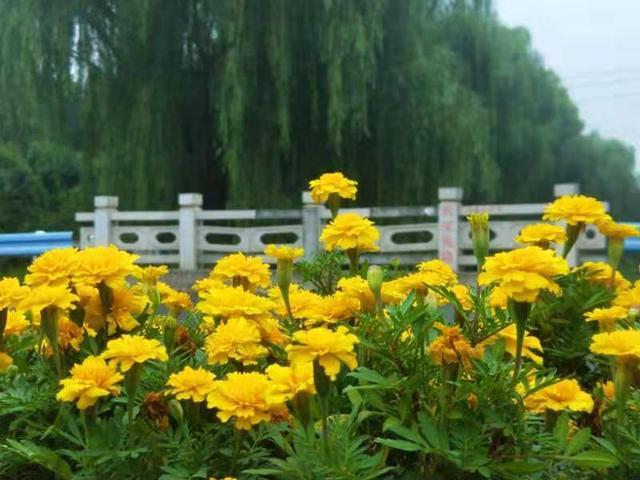 企业|立秋，水泥厂内花果竞秀