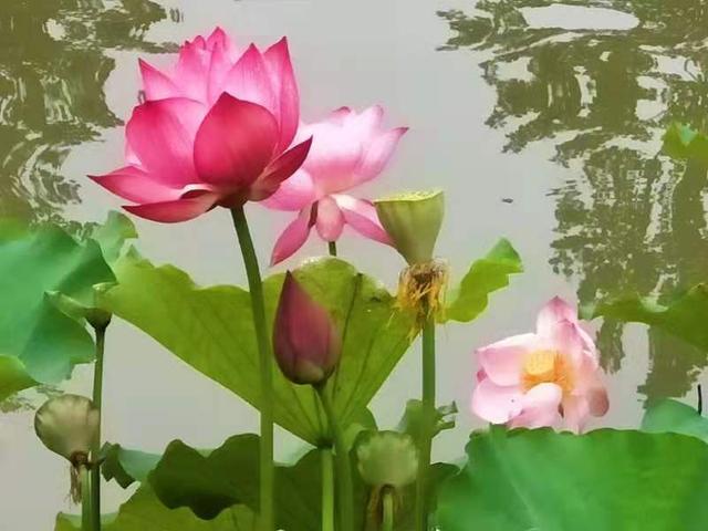 企业|立秋，水泥厂内花果竞秀