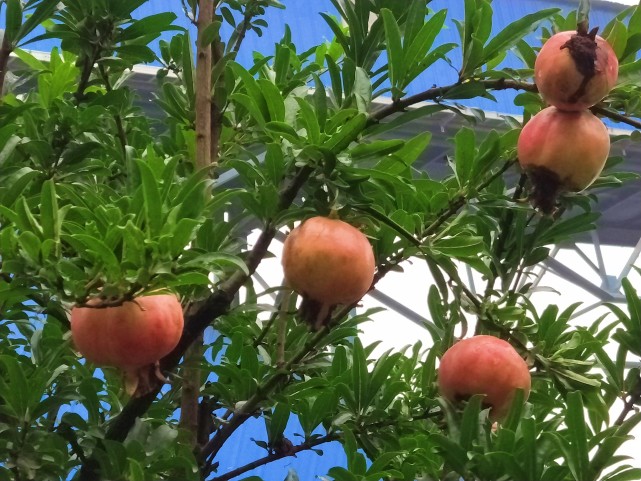 企业|立秋，水泥厂内花果竞秀