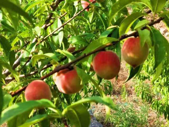 企业|立秋，水泥厂内花果竞秀